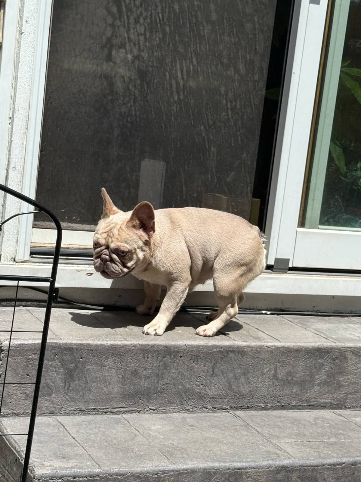 French Bulldog adorable Brindle Female breeder image 1