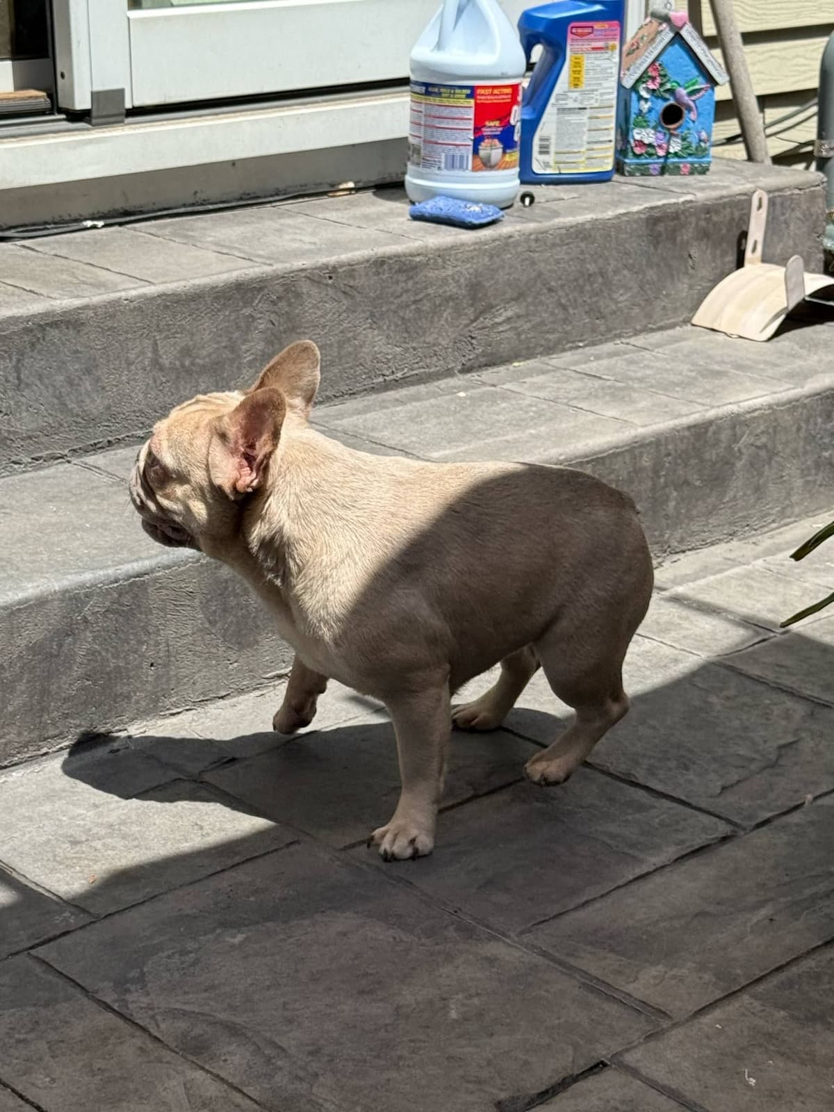 French Bulldog adorable Brindle Female breeder image 7