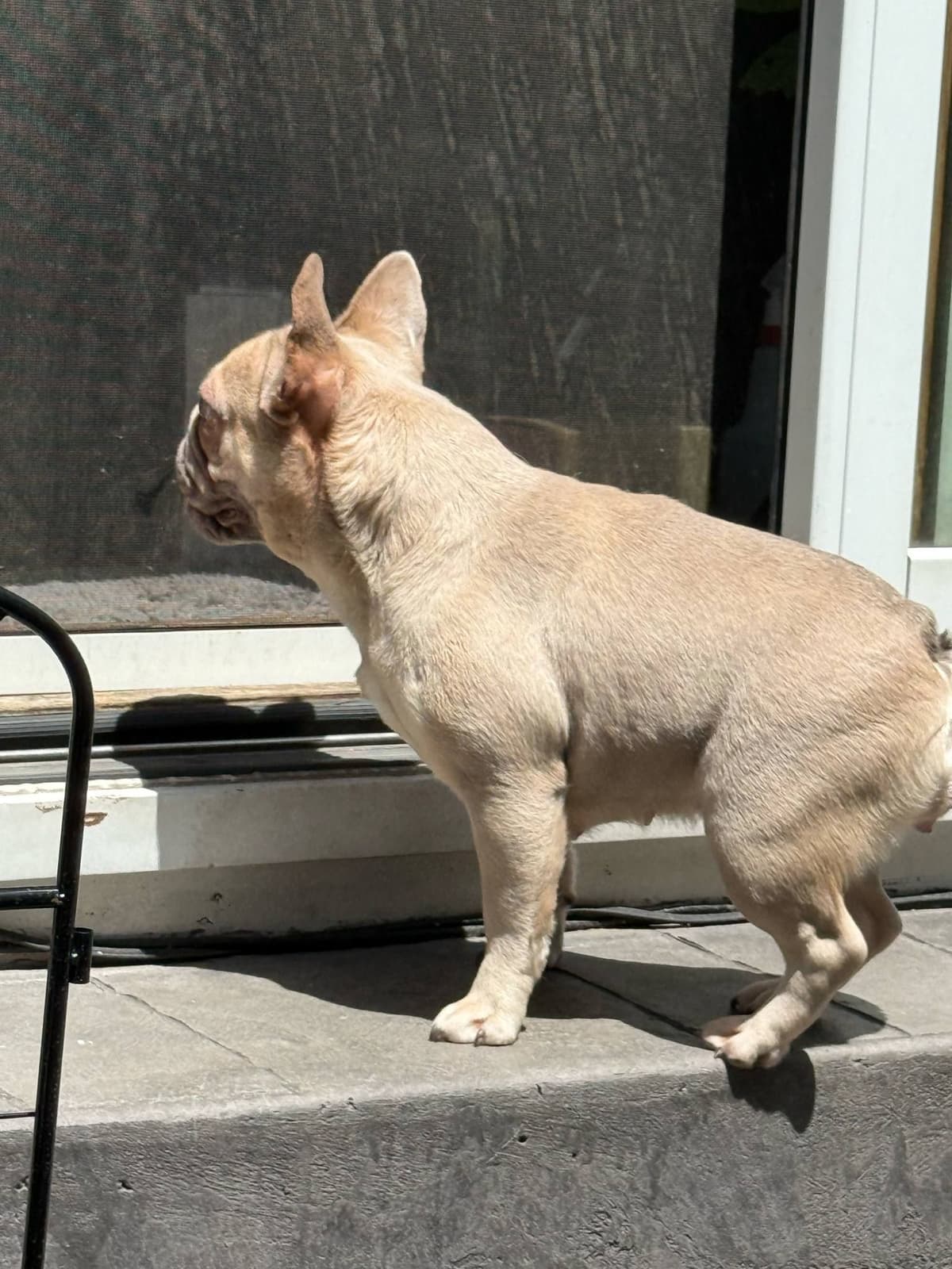 French Bulldog adorable Brindle Female breeder image 8