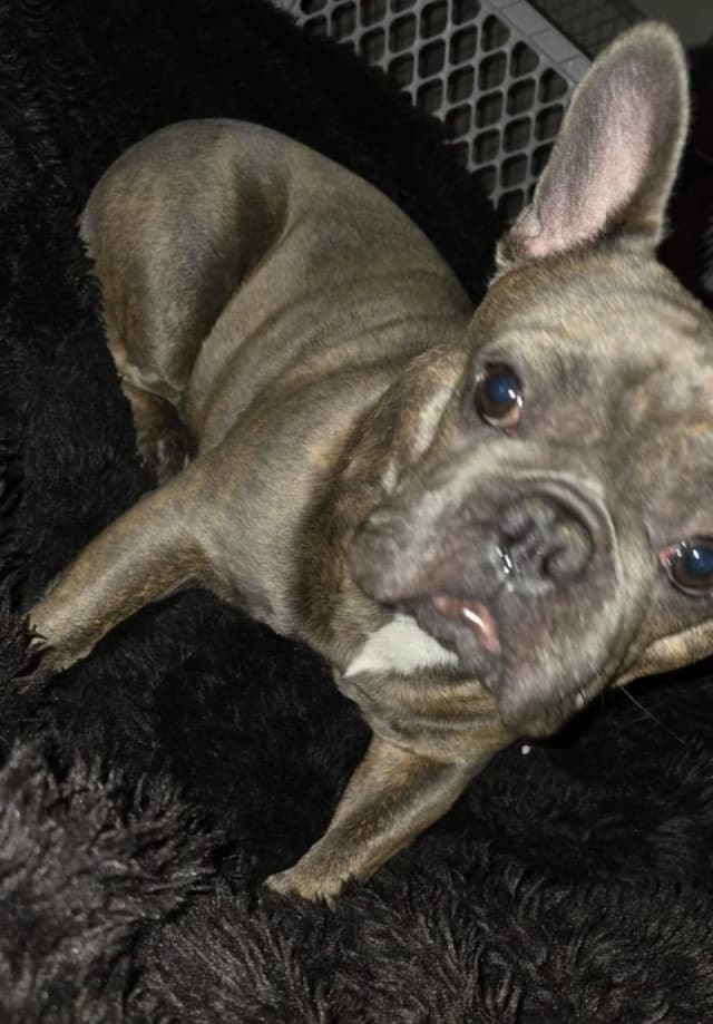 French Bulldog adorable Brindle Female media 2