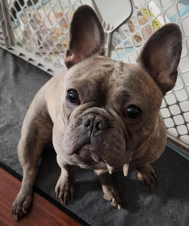 French Bulldog adorable Brindle Female media 3