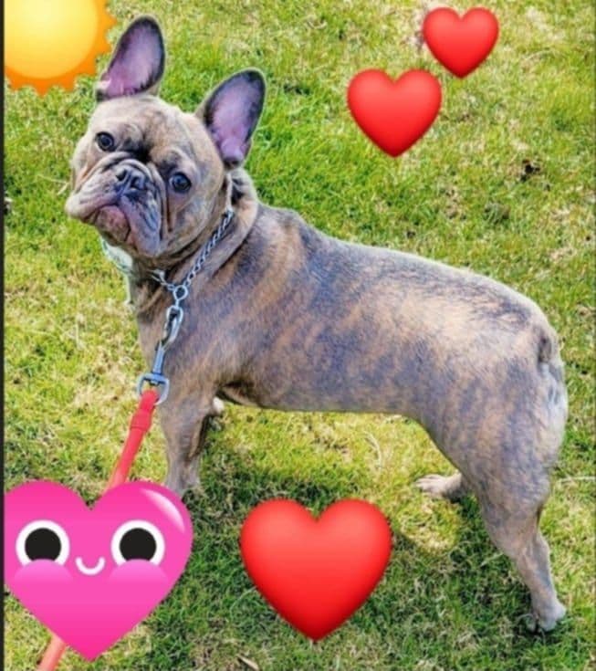 French Bulldog adorable Brindle Female breeder image 12