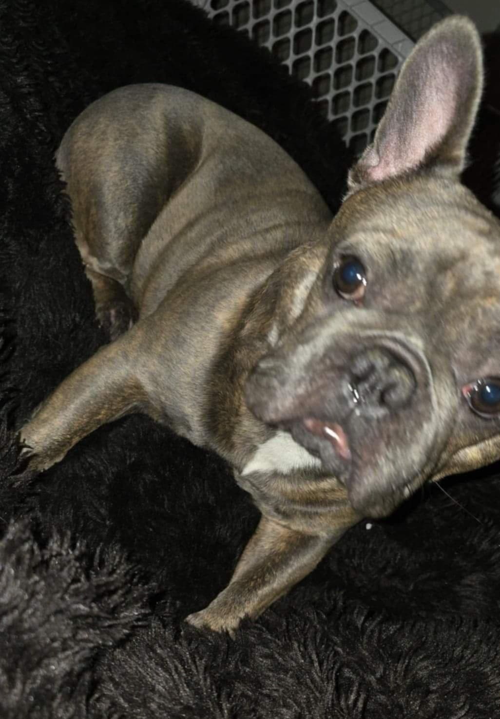 French Bulldog adorable Brindle Female breeder image 13