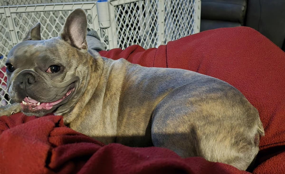 French Bulldog adorable Brindle Female breeder image 14