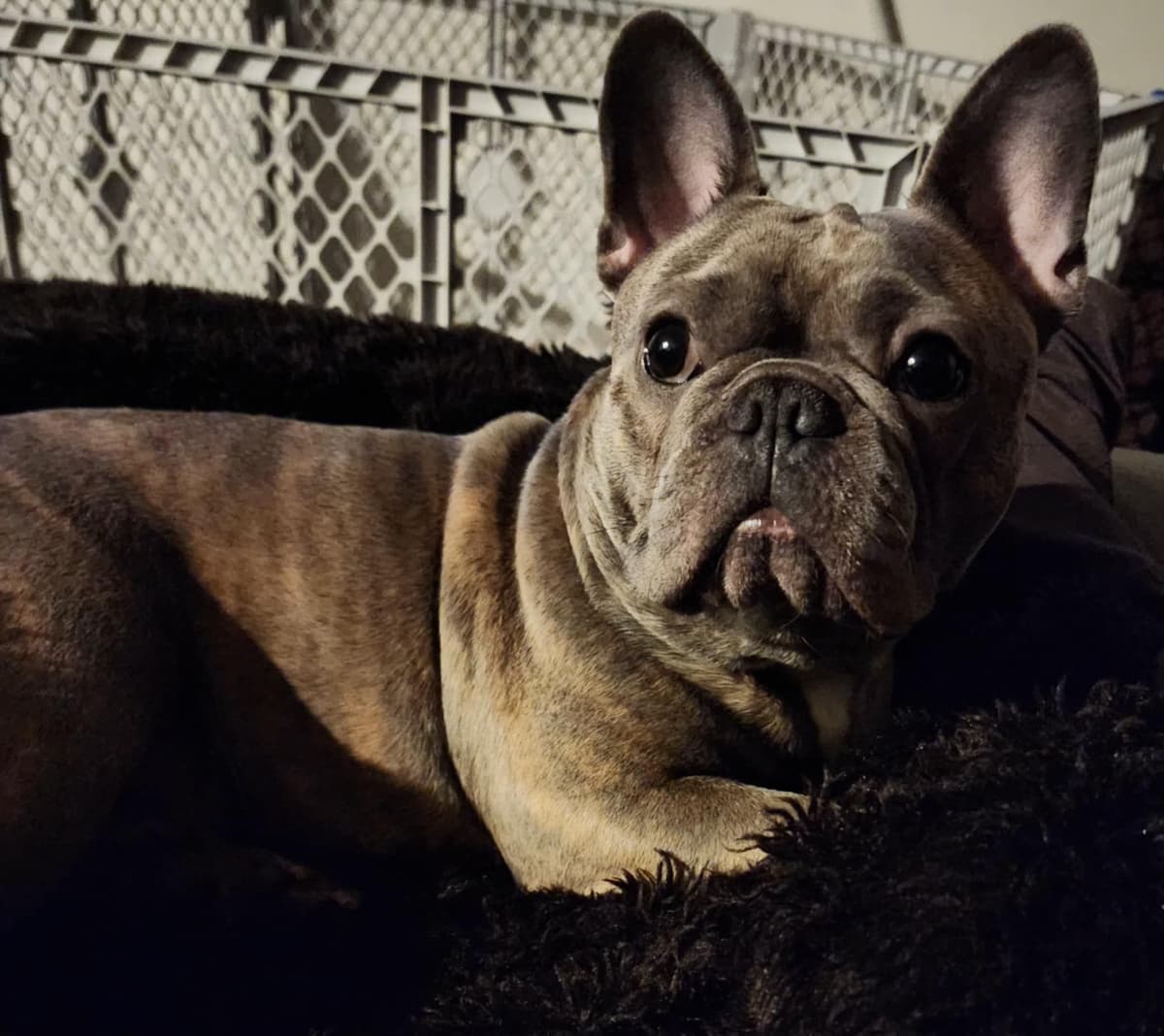 French Bulldog adorable Brindle Female breeder image 15
