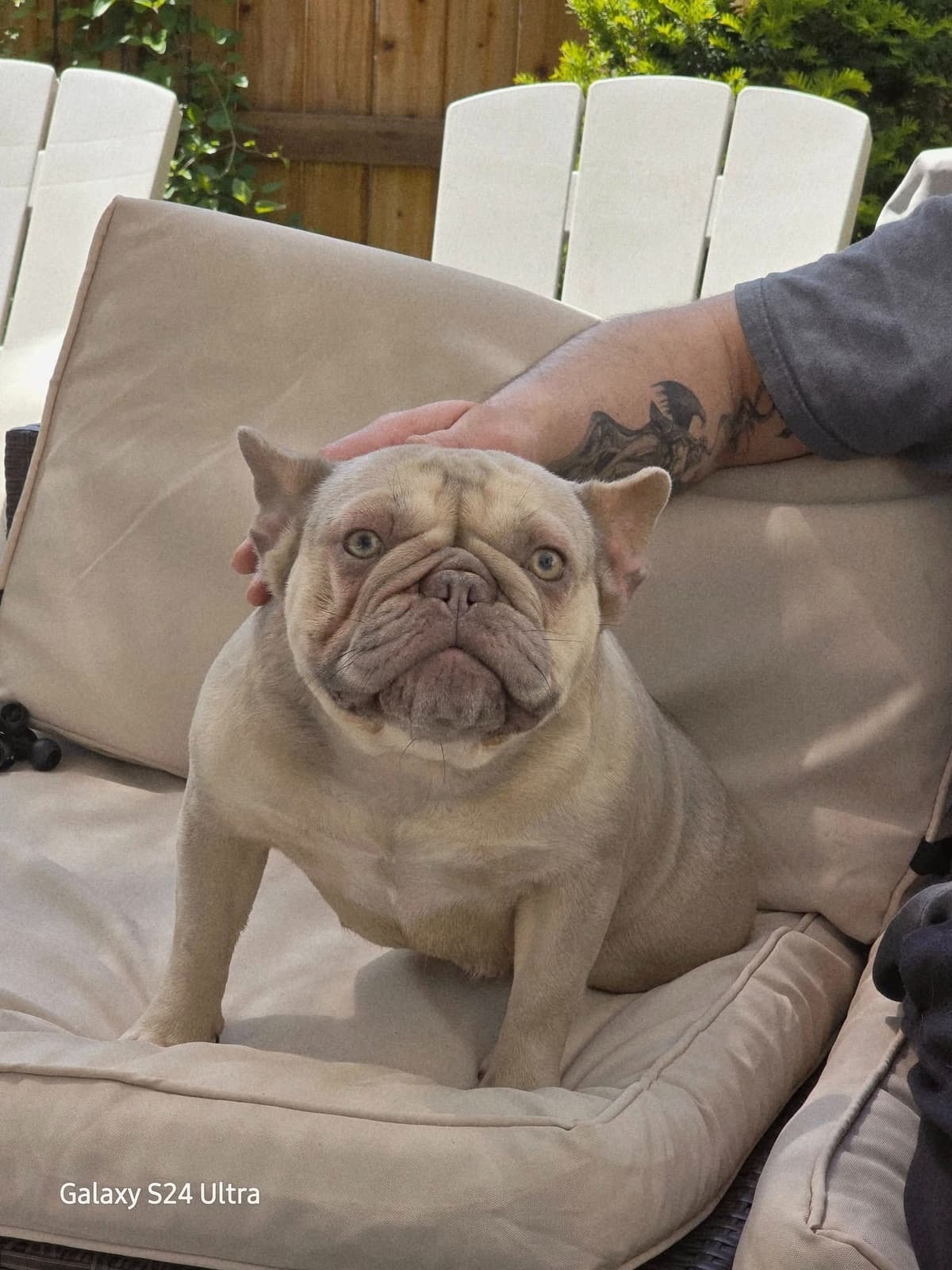 French Bulldog adorable Brindle Female breeder image 17