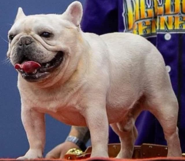 French Bulldog adorable Brindle Female media 4