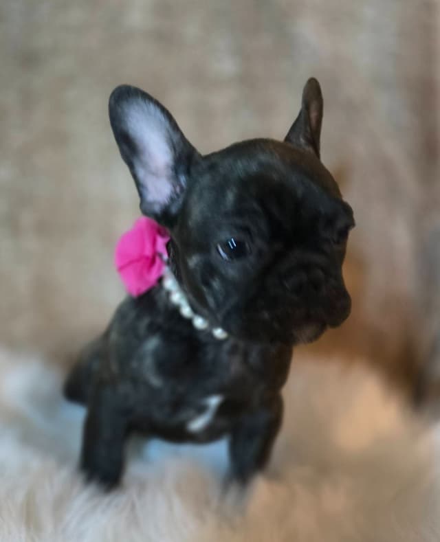 French Bulldog adorable Brindle Female media 6