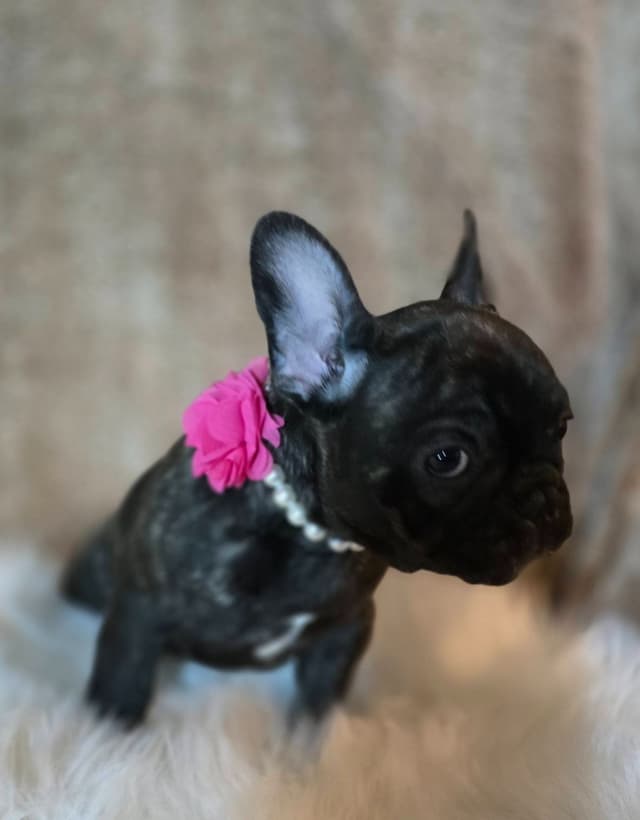 French Bulldog adorable Brindle Female media 7