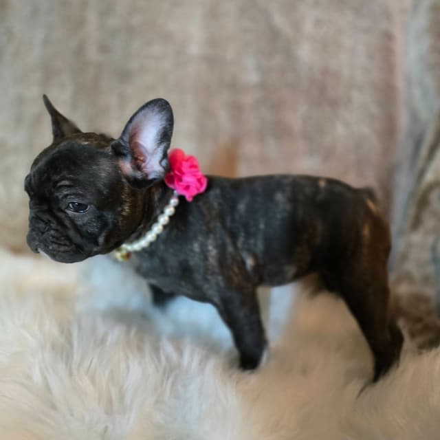 French Bulldog adorable Brindle Female media 8