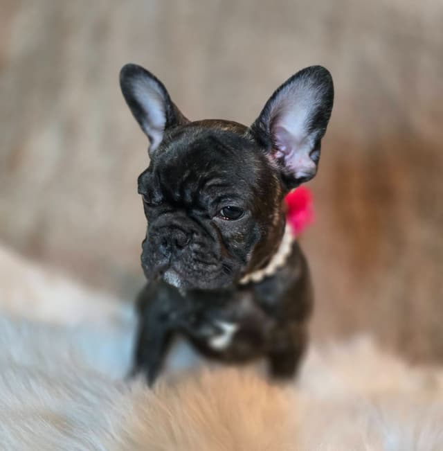 French Bulldog adorable Brindle Female media 9