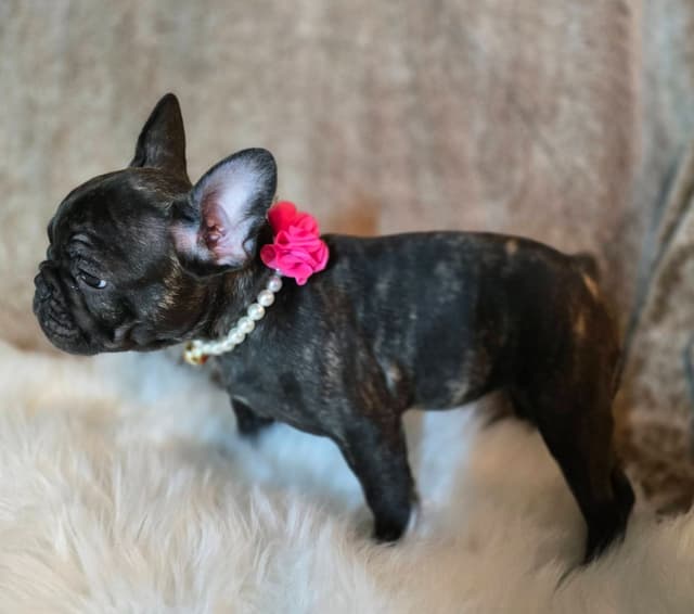 French Bulldog adorable Brindle Female media 10