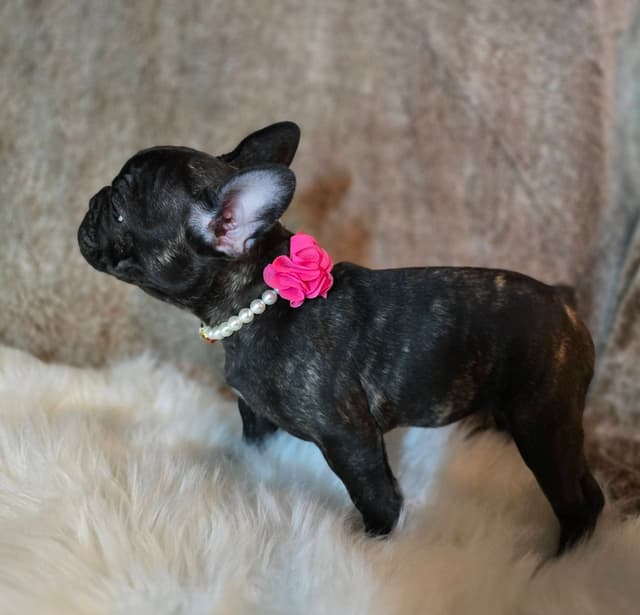 French Bulldog adorable Brindle Female media 11