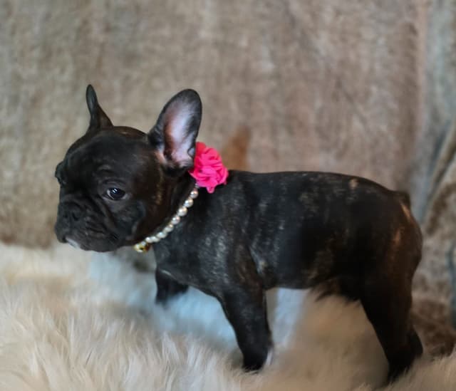 French Bulldog adorable Brindle Female media 12