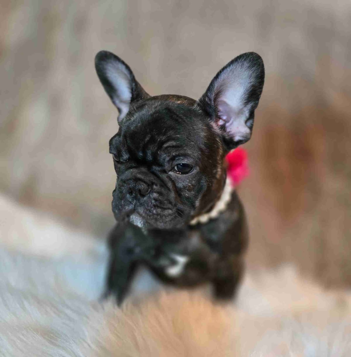 French Bulldog adorable Brindle Female breeder image 18