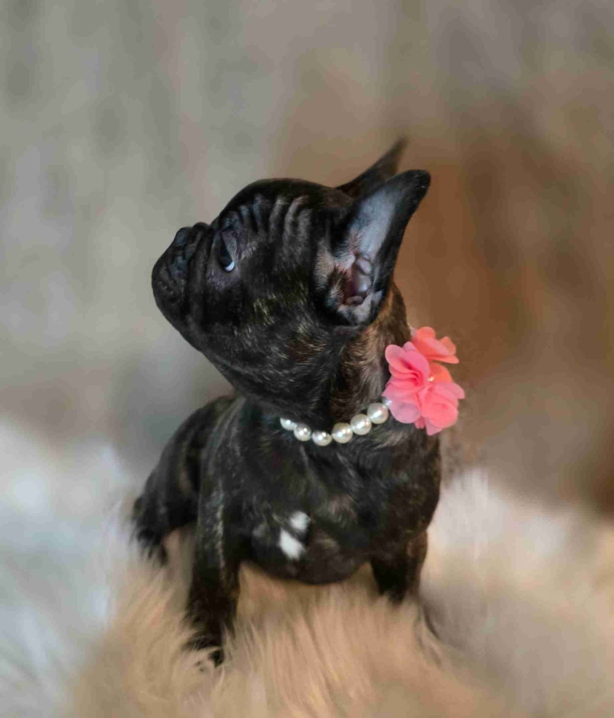 French Bulldog adorable Brindle Female breeder image 23