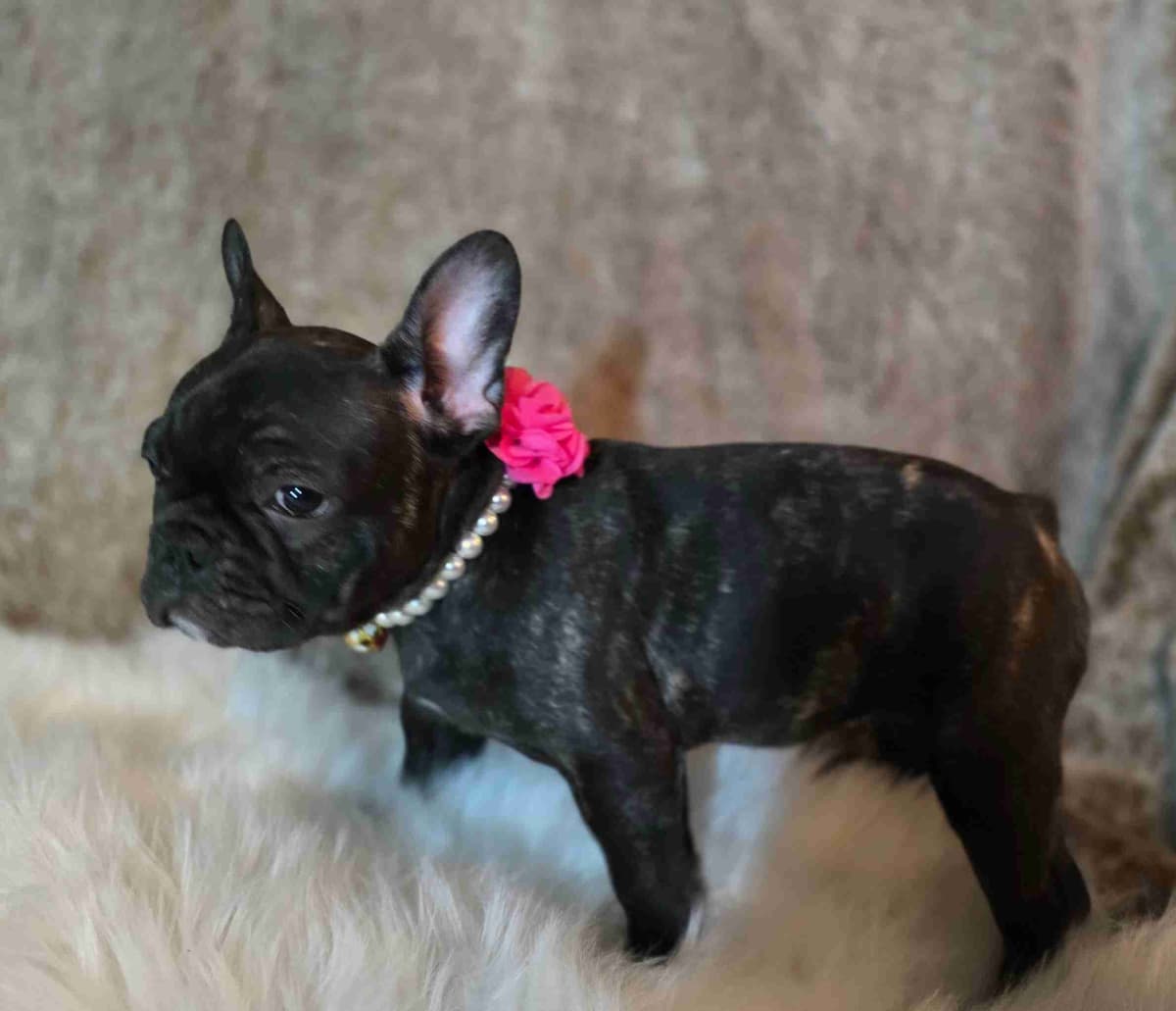 French Bulldog adorable Brindle Female breeder image 19