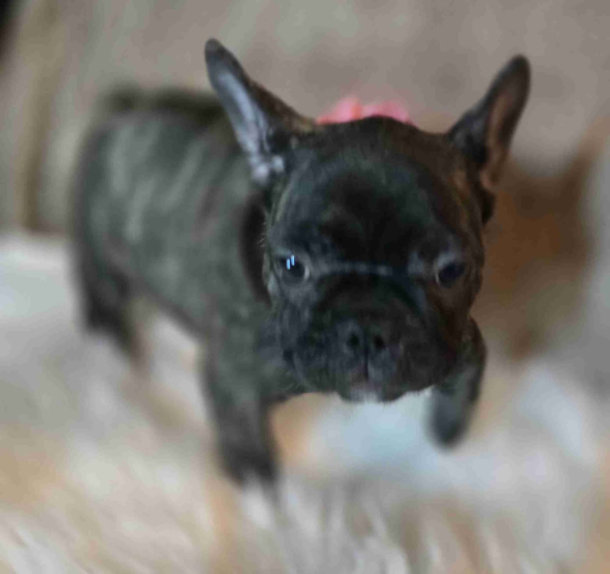 French Bulldog adorable Brindle Female breeder image 24