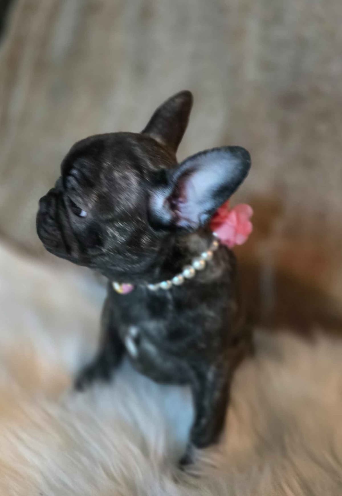 French Bulldog adorable Brindle Female breeder image 22