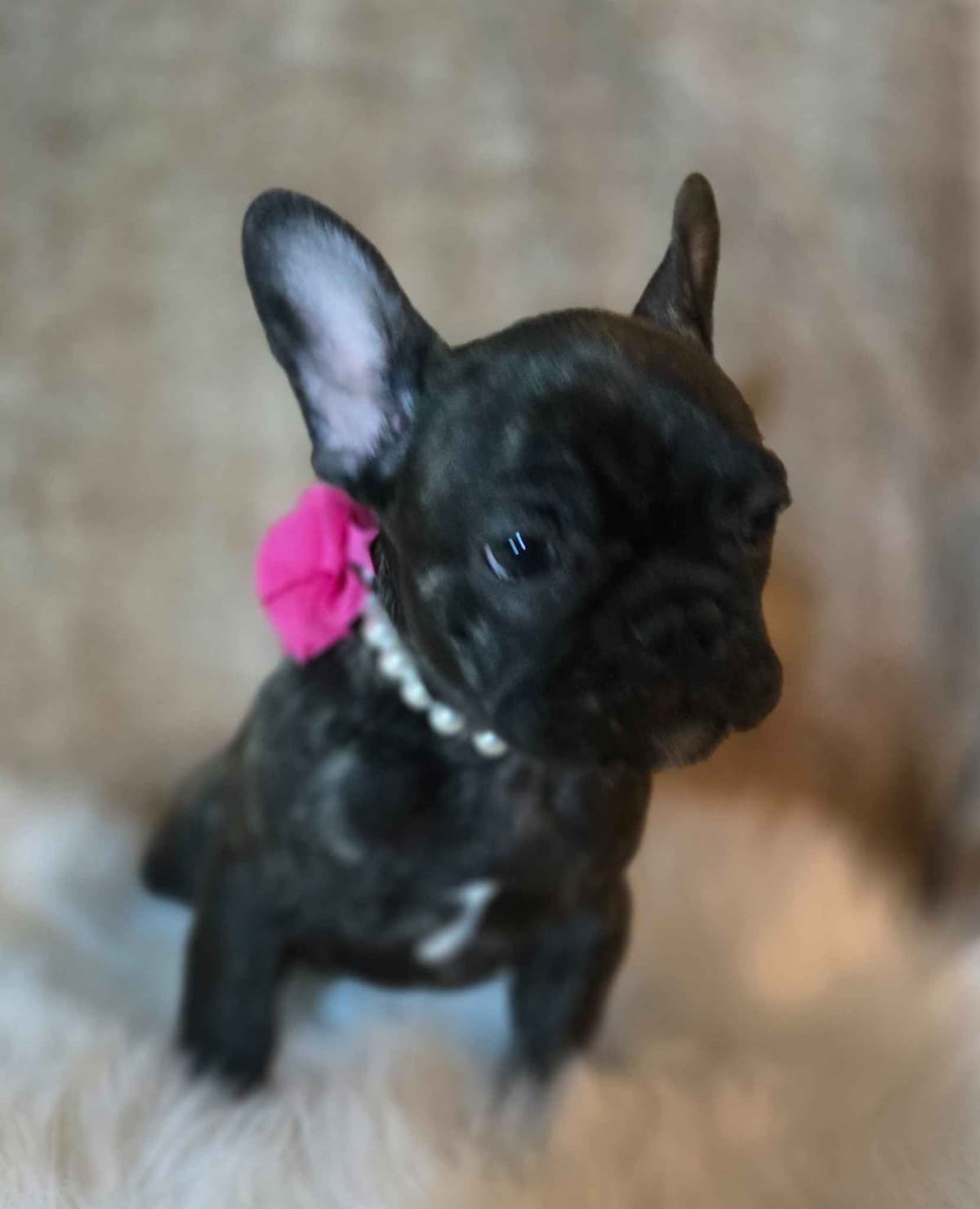 French Bulldog adorable Brindle Female breeder image 20