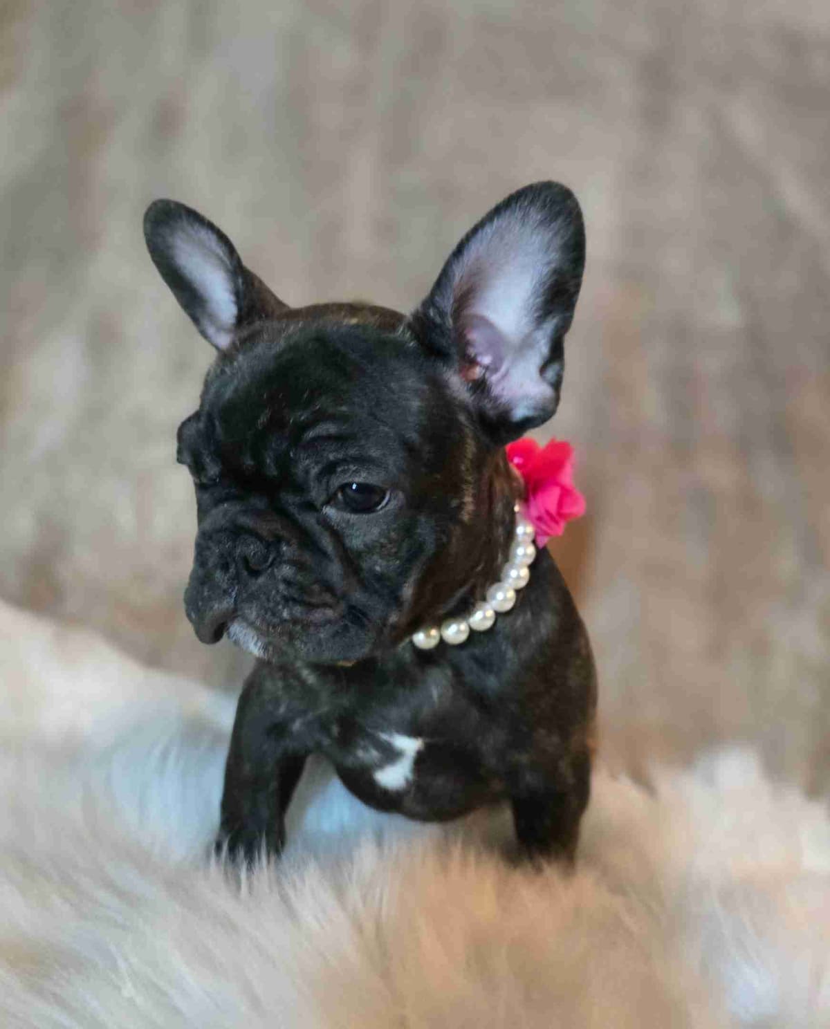 French Bulldog adorable Brindle Female breeder image 27