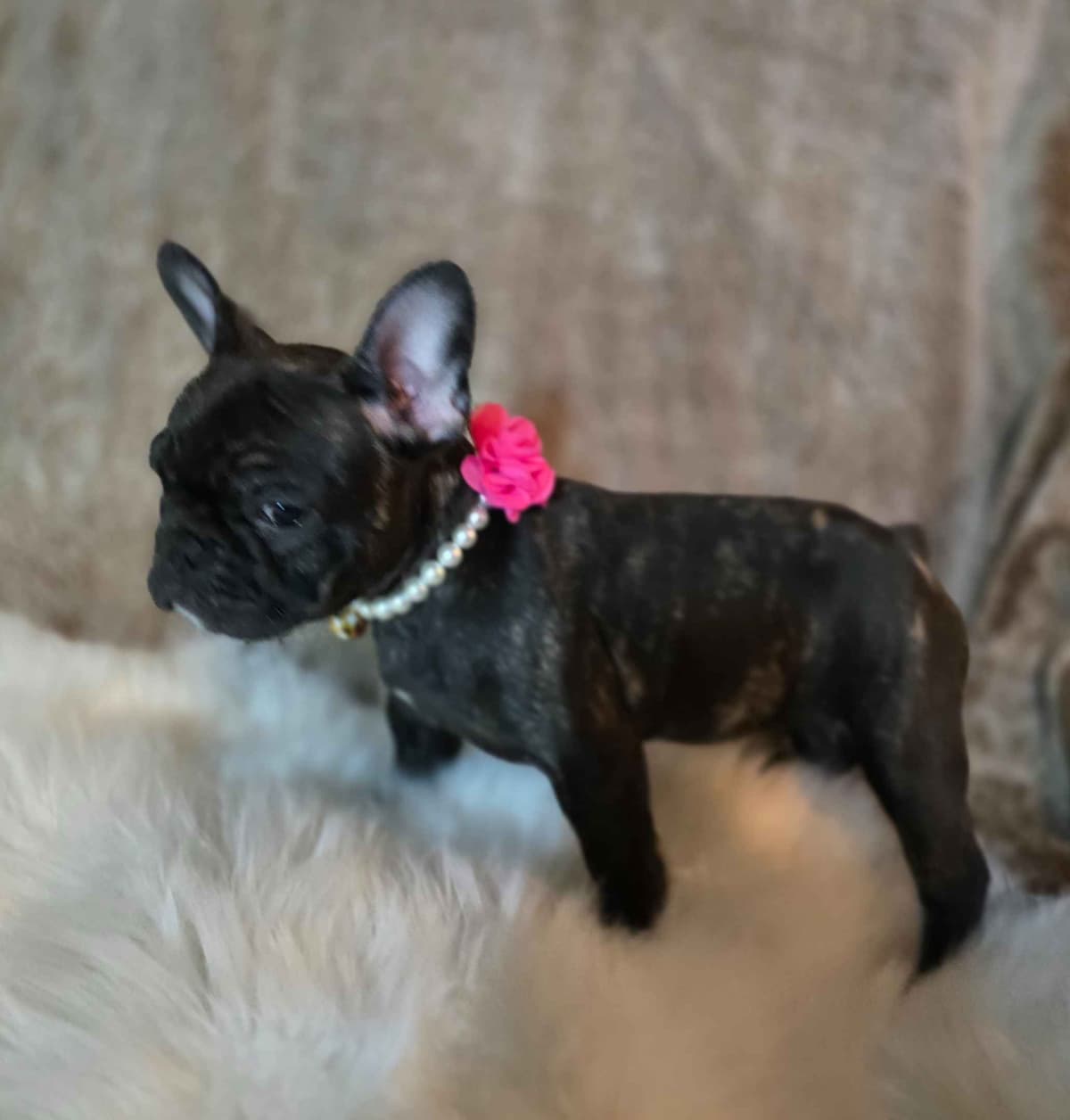 French Bulldog adorable Brindle Female breeder image 25