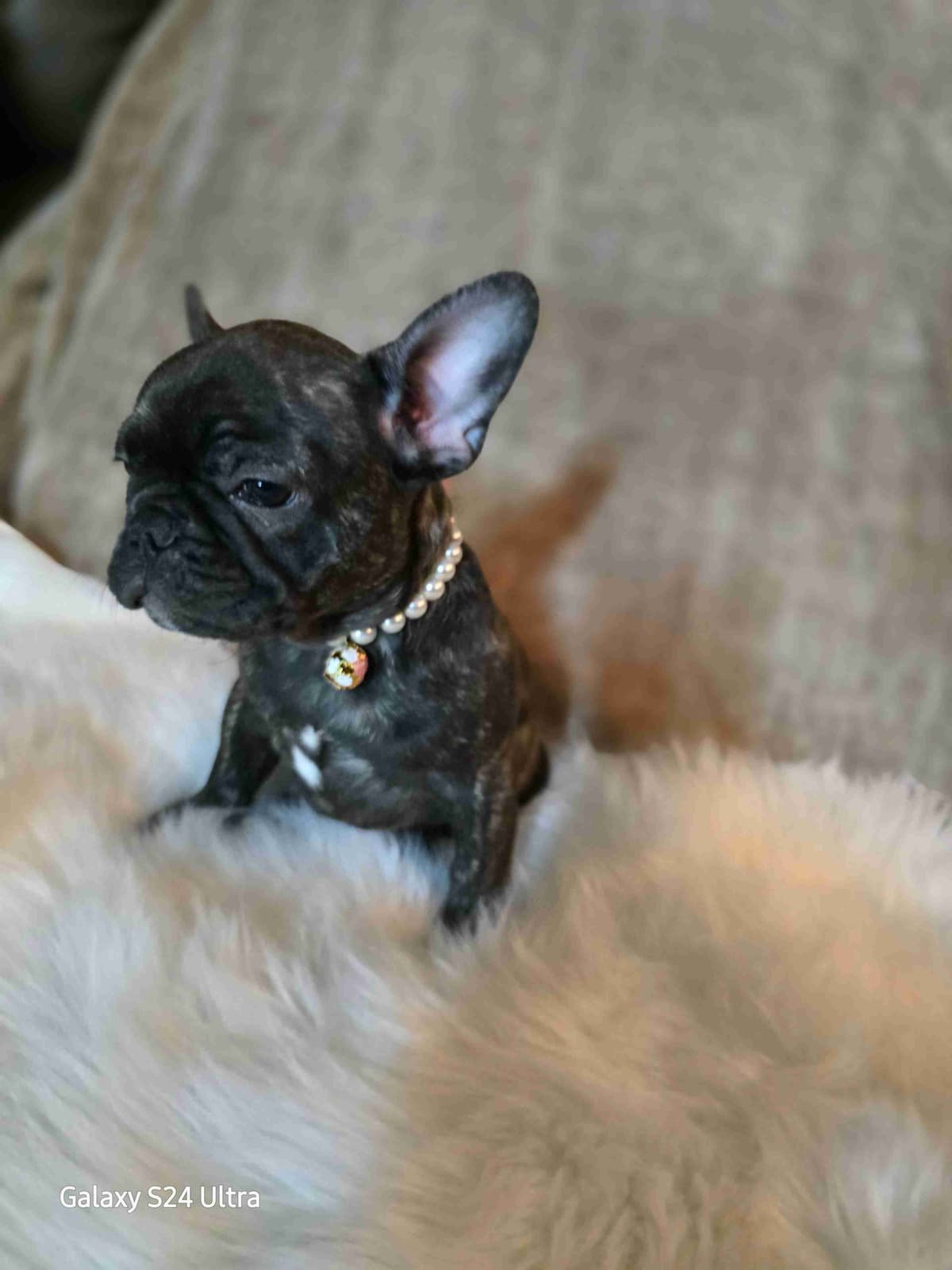 French Bulldog adorable Brindle Female breeder image 28