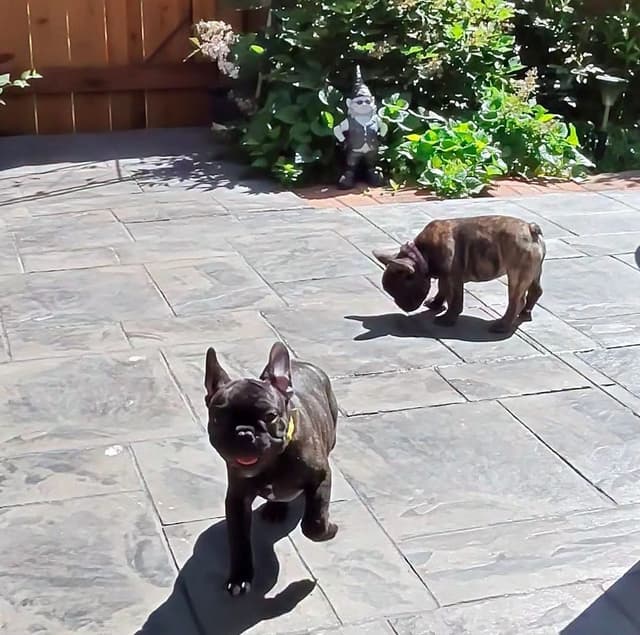 French Bulldog adorable Brindle Female media 13