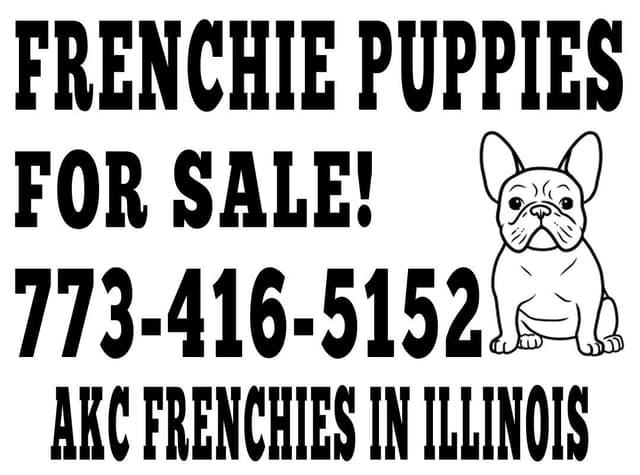 French Bulldog adorable Brindle Female media 14