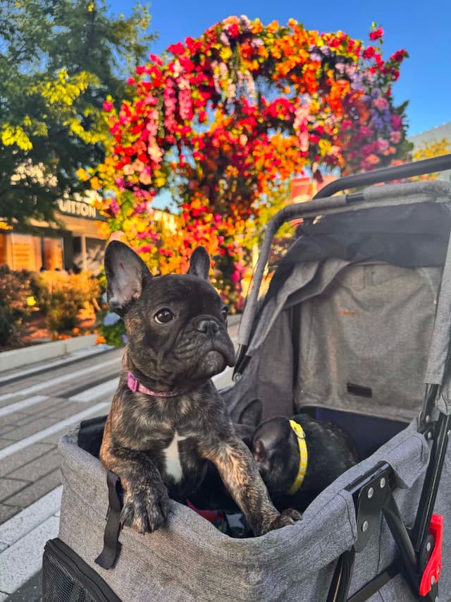 French Bulldog adorable Brindle Female media 16