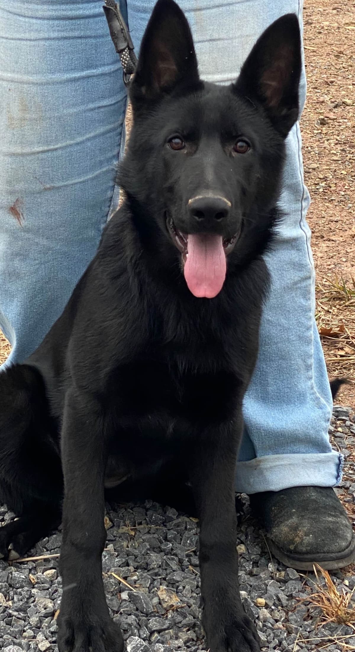 Solid Black Working Line German Shepherd puppies breeder image 1