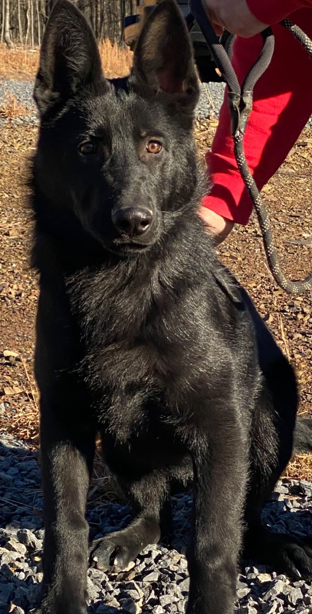 Solid Black Working Line German Shepherd puppies breeder image 2
