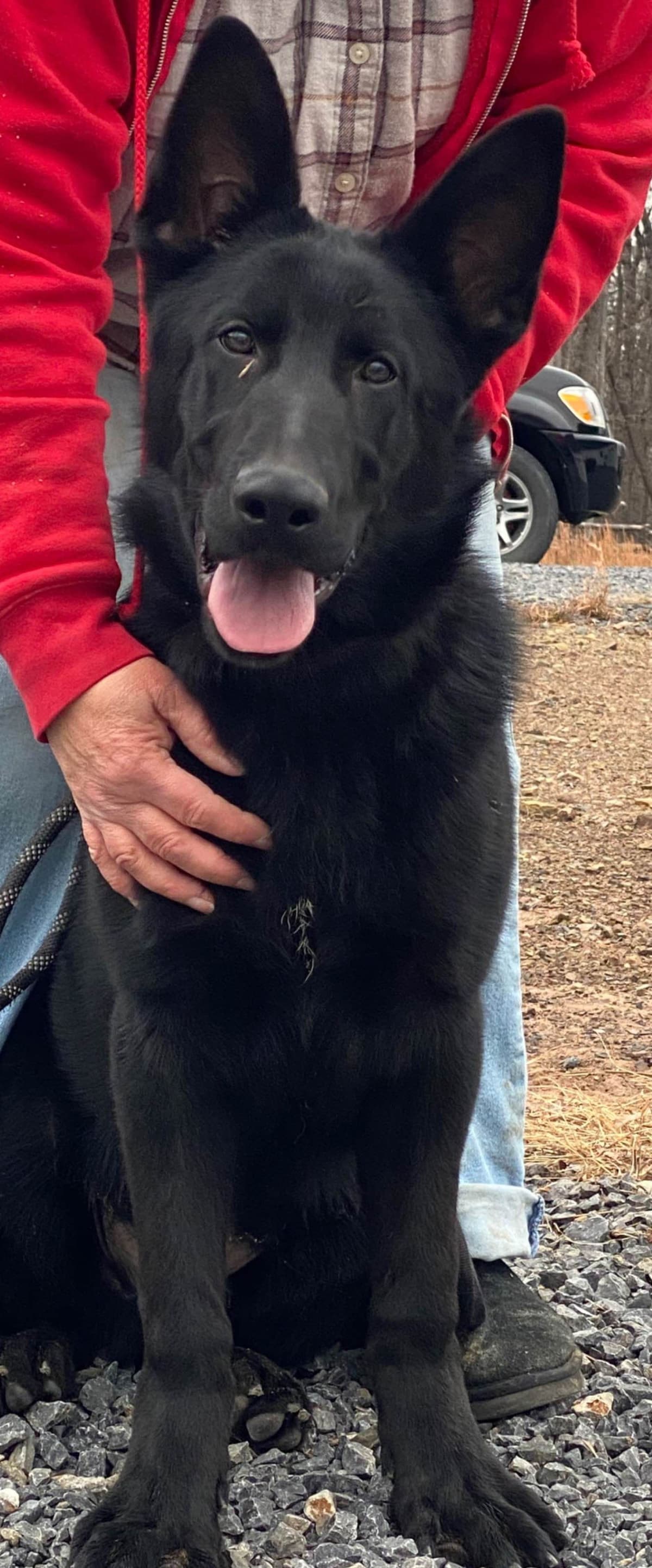 Solid Black Working Line German Shepherd puppies breeder image 3