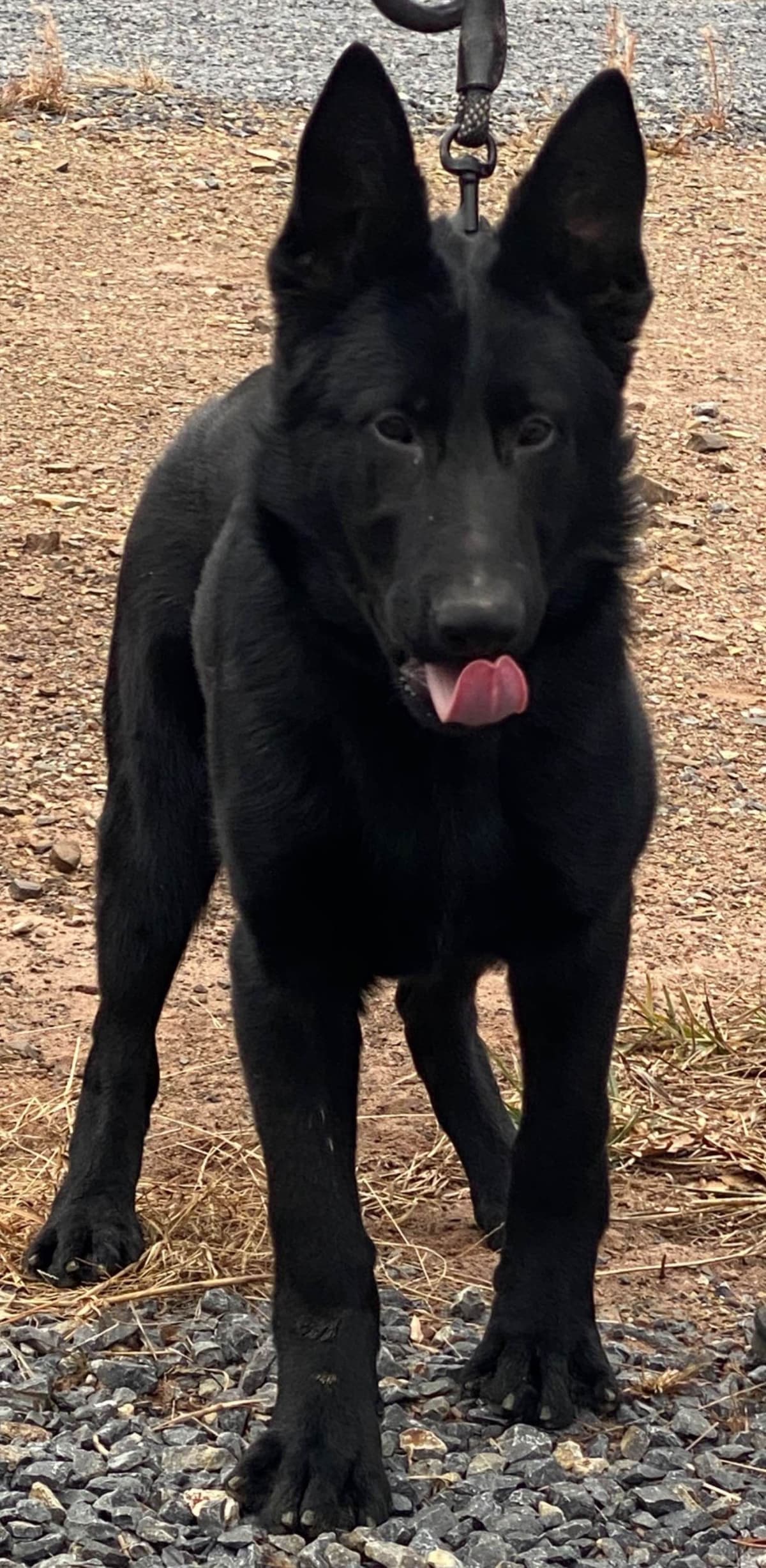 Solid Black Working Line German Shepherd puppies breeder image 4
