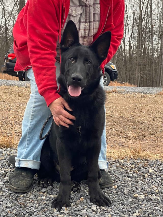 Solid Black Working Line German Shepherd puppies media 2
