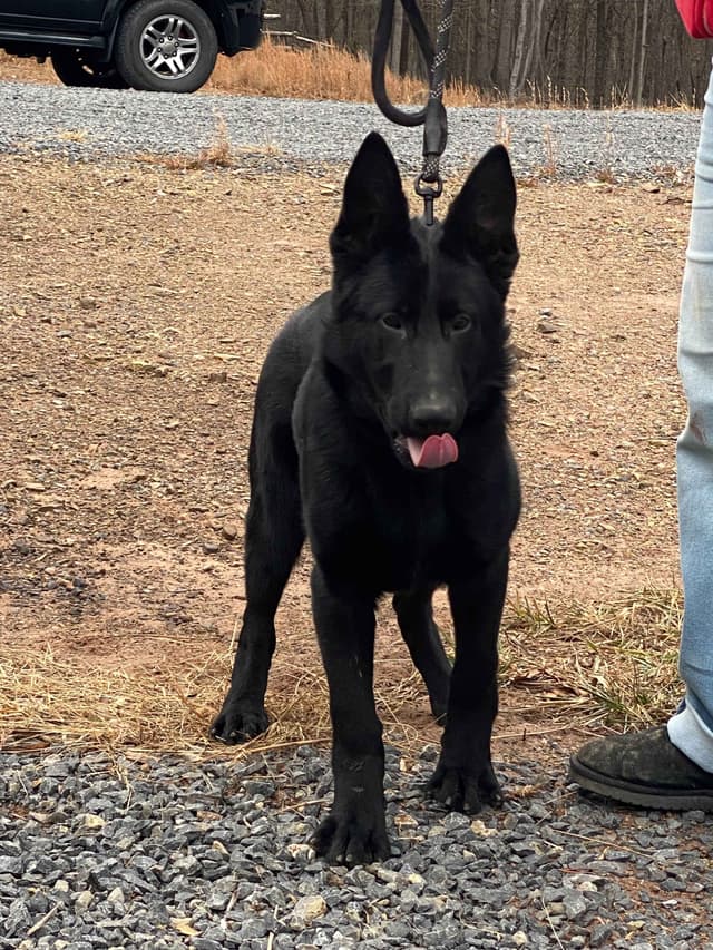 Solid Black Working Line German Shepherd puppies media 3