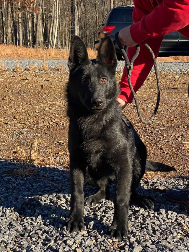 Solid Black Working Line German Shepherd puppies media 5