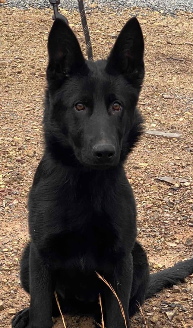 Solid Black Working Line German Shepherd puppies media 4
