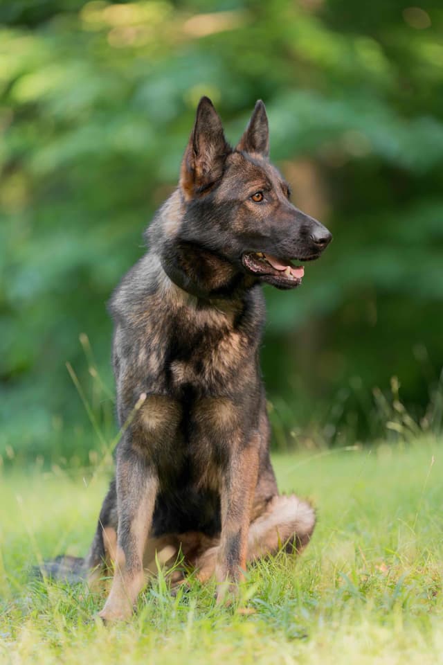Top Gun Shepherd Puppies media 2