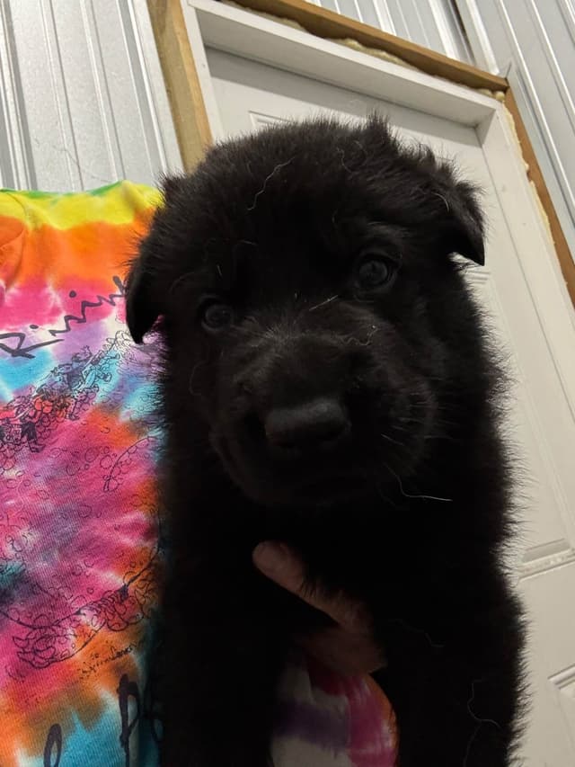 Top Gun Shepherd Puppies media 3
