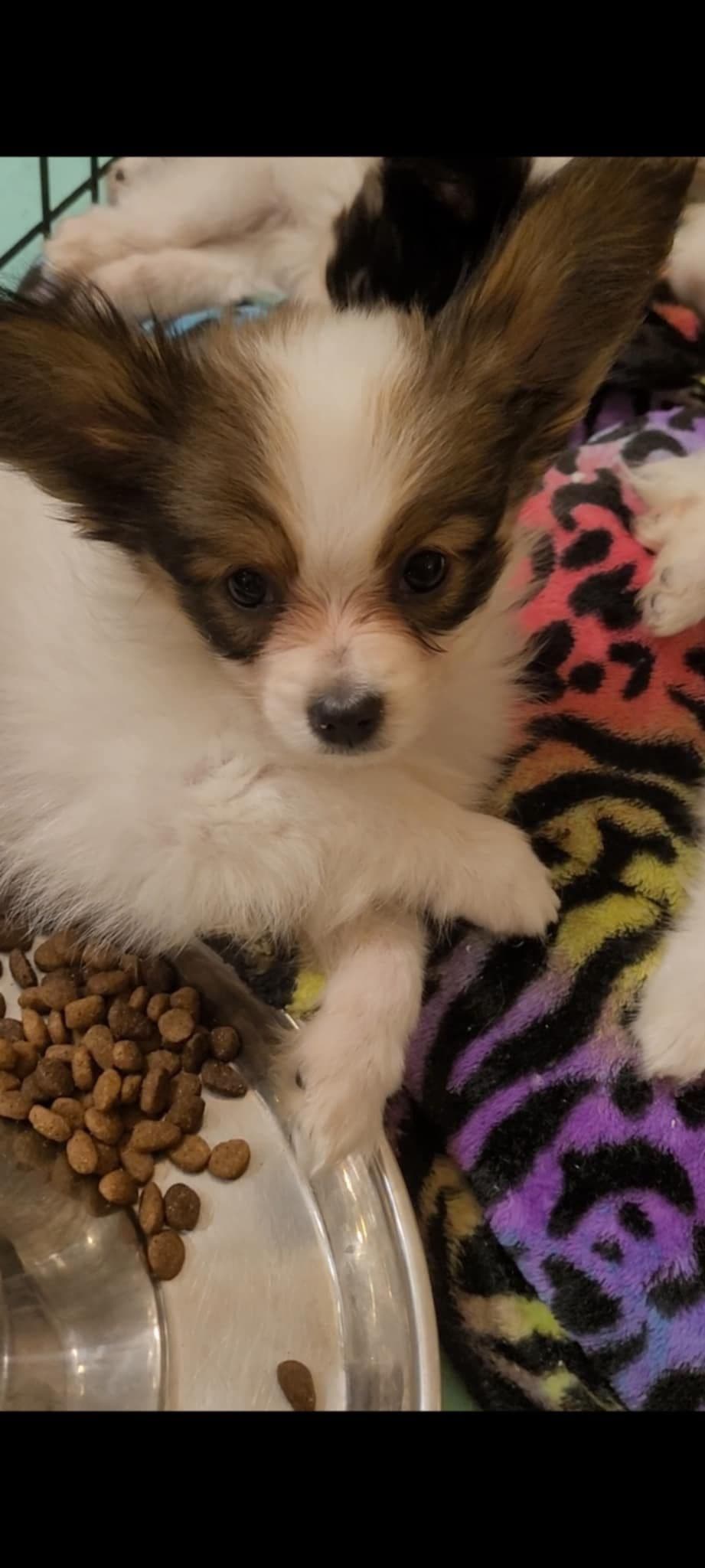 Papillon Puppies breeder image 5