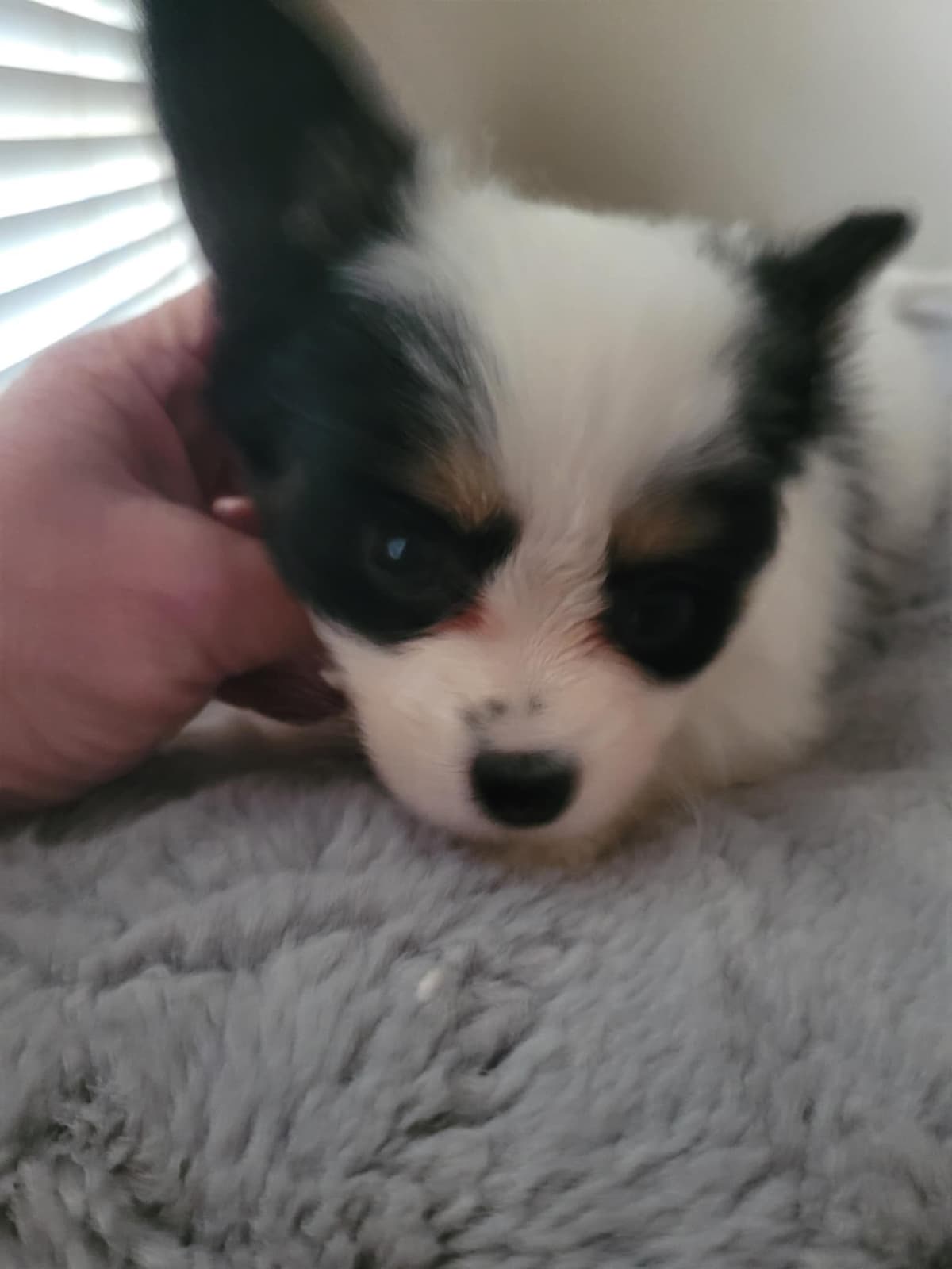 Papillon Puppies breeder image 6
