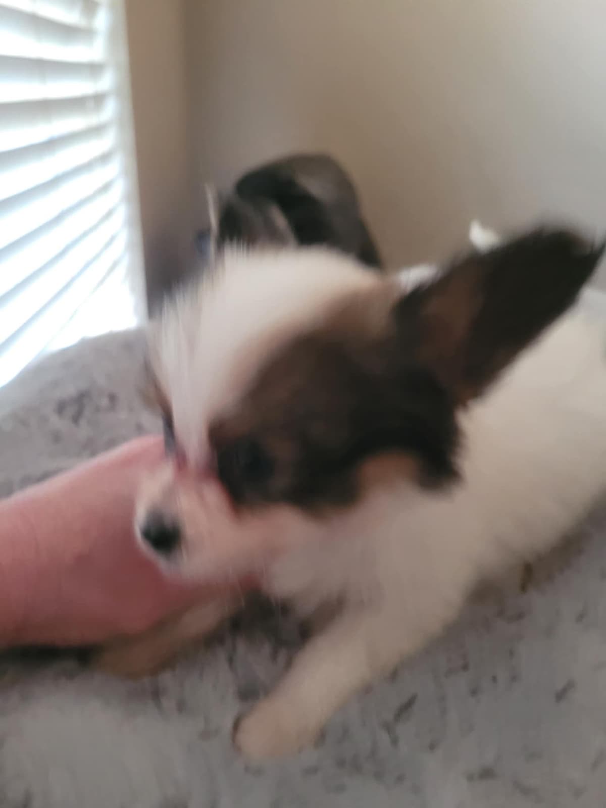 Papillon Puppies breeder image 7