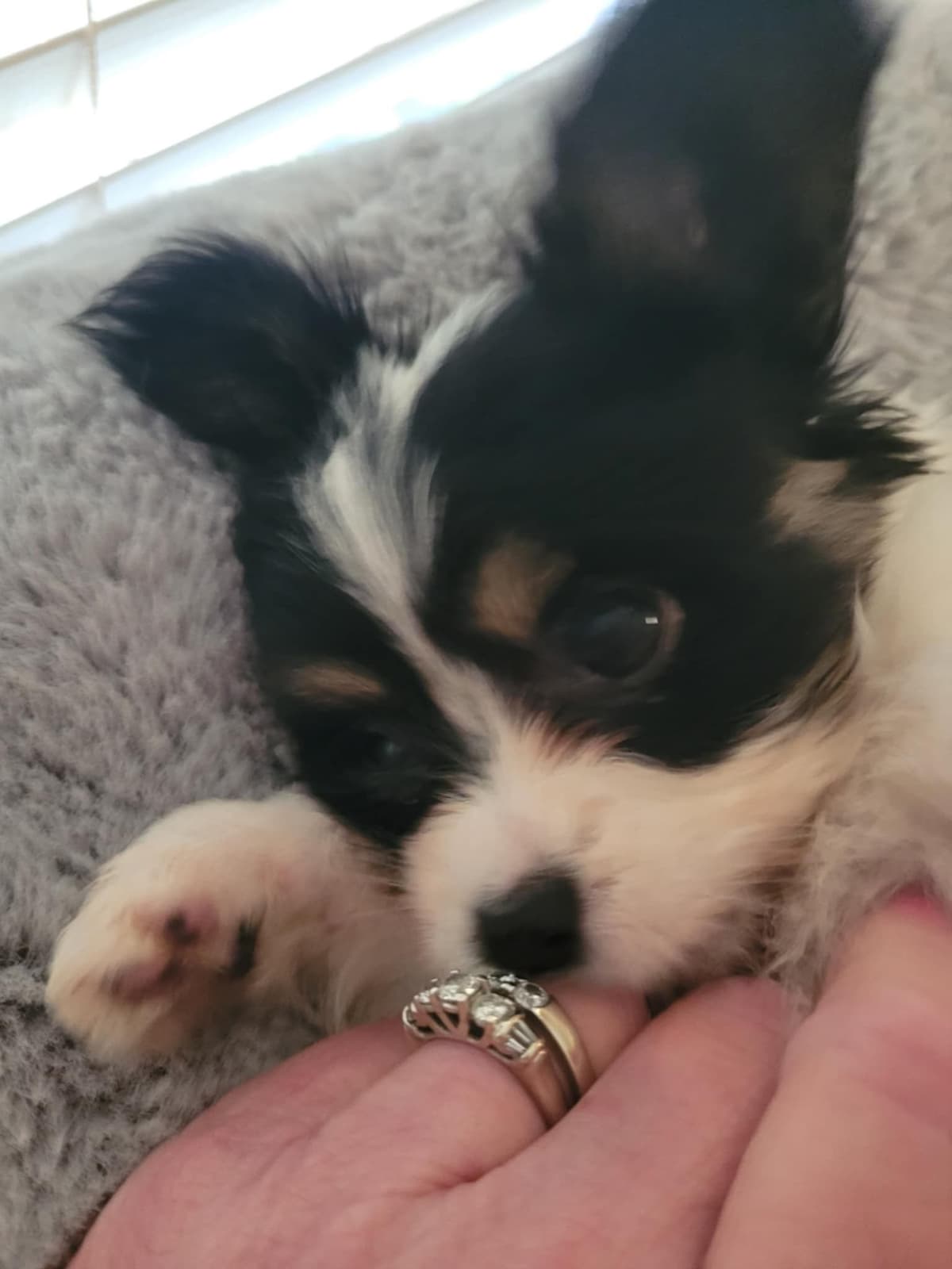 Papillon Puppies breeder image 8