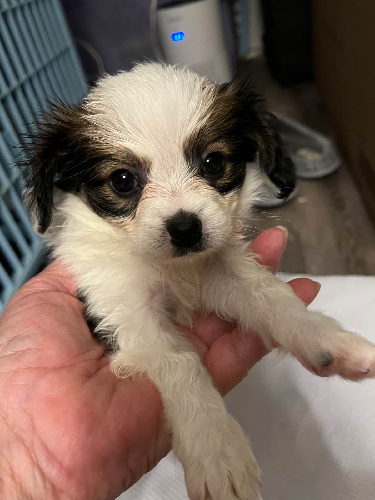 Papillon Puppies breeder image 11