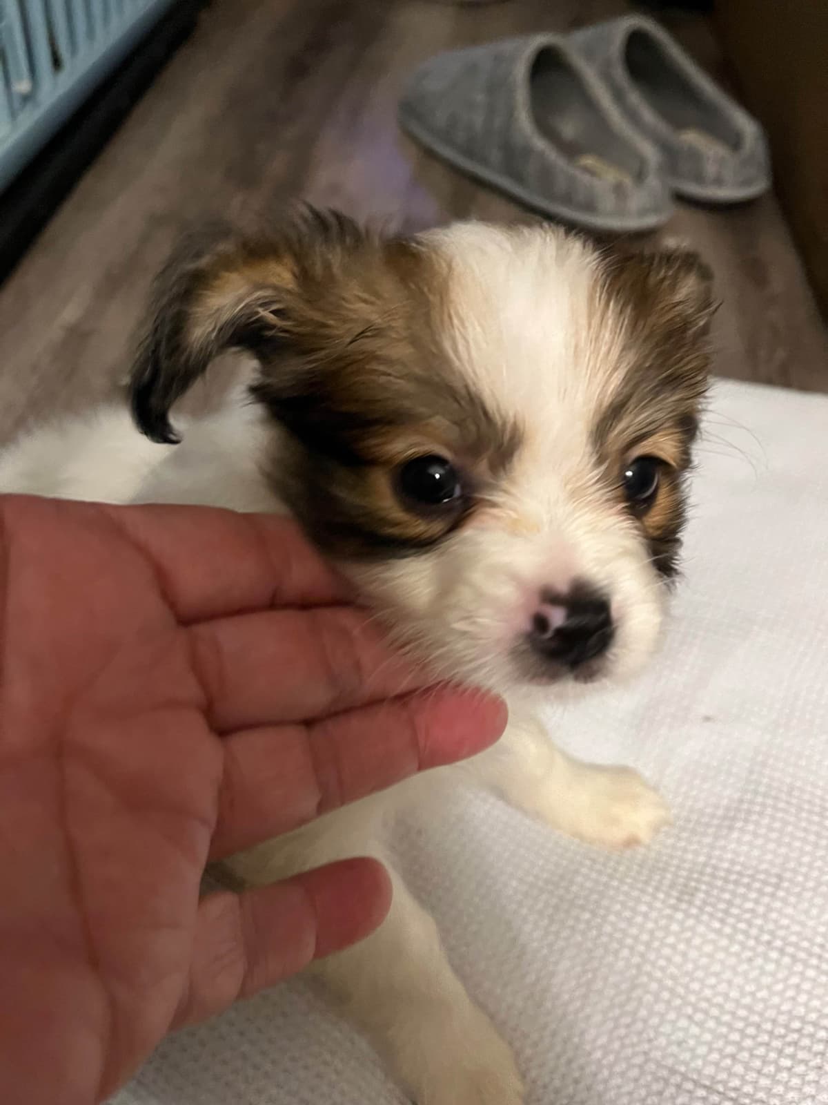 Papillon Puppies breeder image 10
