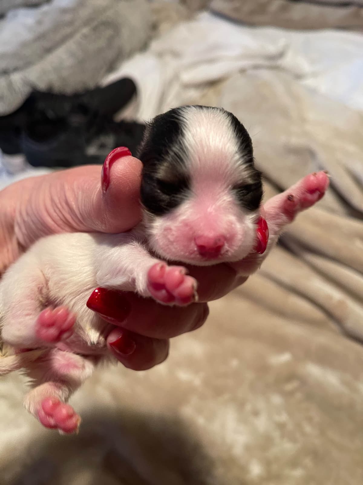 Papillon Puppies breeder image 15