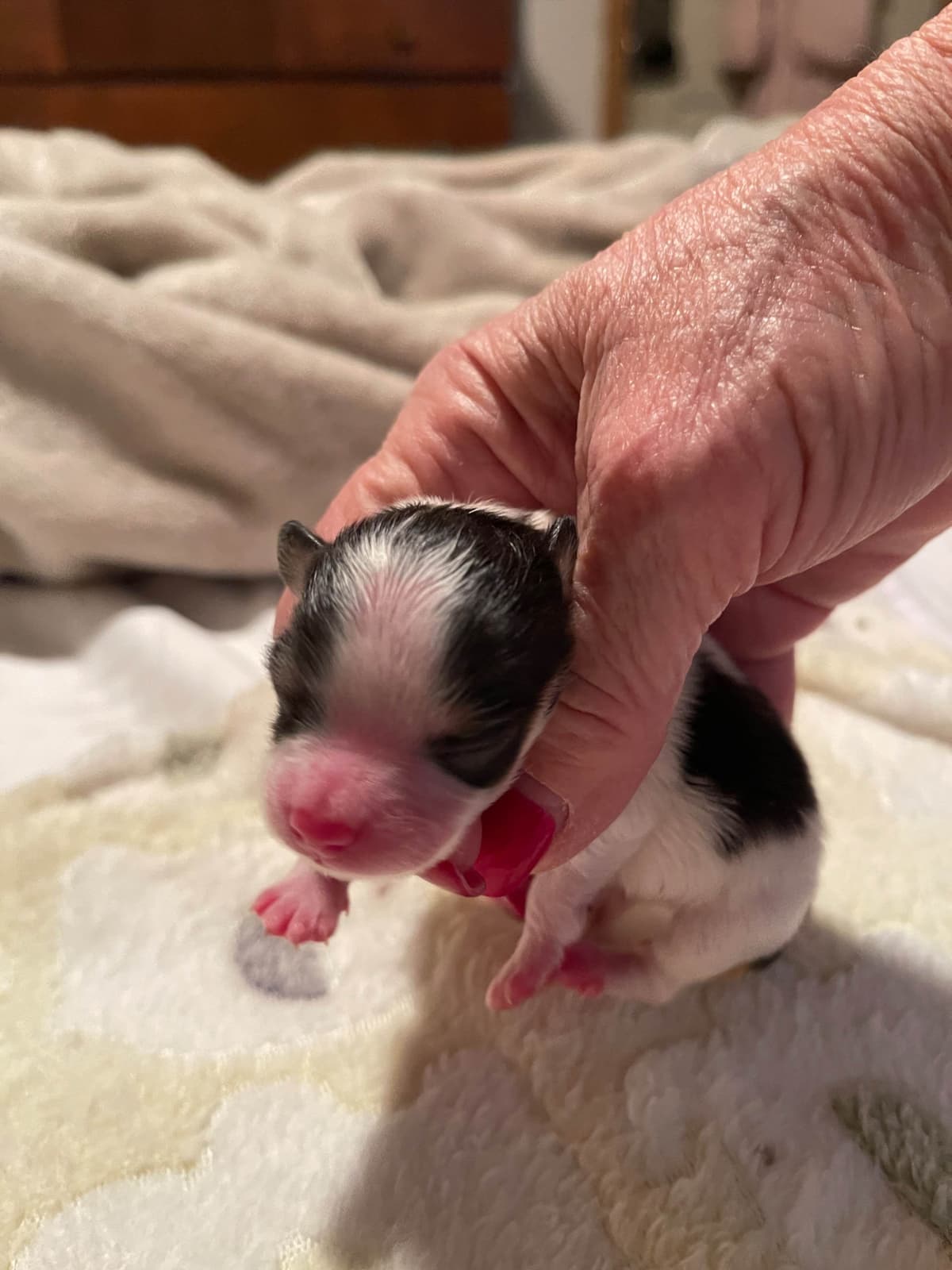 Papillon Puppies breeder image 13