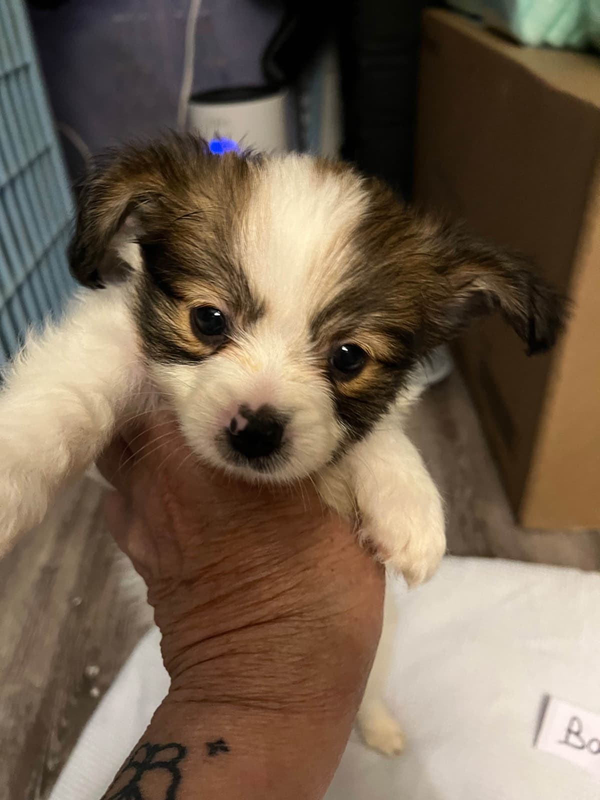 Papillon Puppies breeder image 14