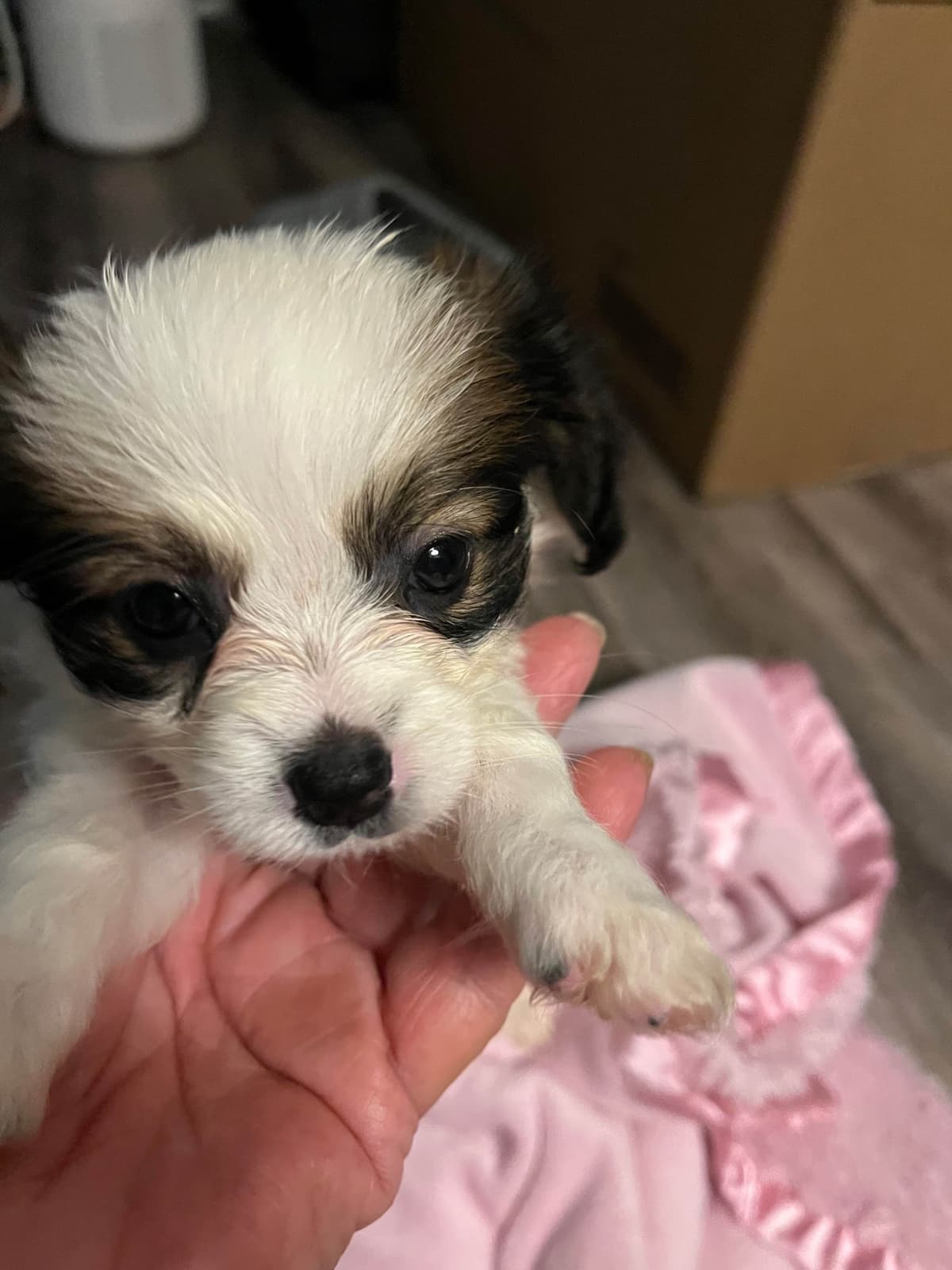 Papillon Puppies breeder image 16